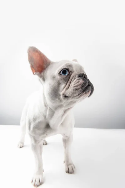 Adorável francês bulldog filhote de cachorro olhando para longe no branco — Fotografia de Stock