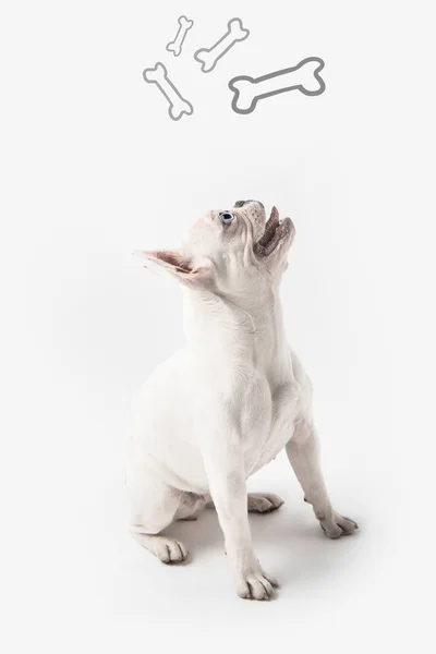 Bonito francês bulldog olhando para cima em ossos isolados no branco — Fotografia de Stock