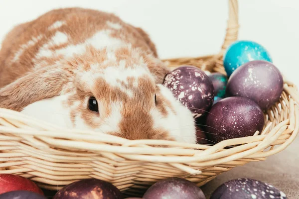 Смешной домашний кролик лежит в соломенной корзине с окрашенными пасхальными яйцами — стоковое фото