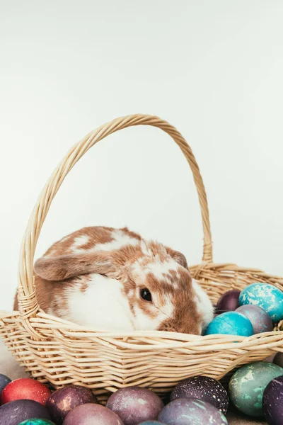 Domestic rabbit lying in straw basket with painted easter eggs isolated on white — Stock Photo