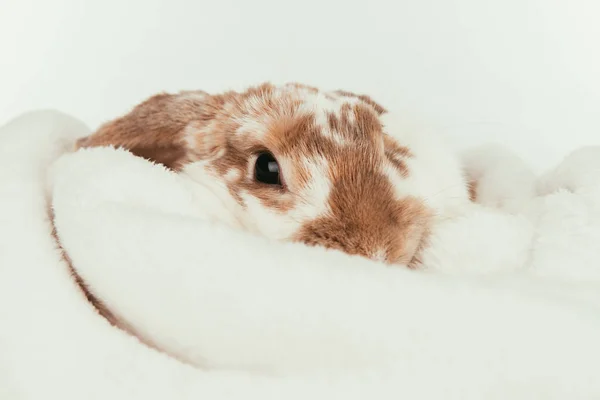 Divertente coniglio domestico sdraiato su coperta isolata su bianco — Foto stock