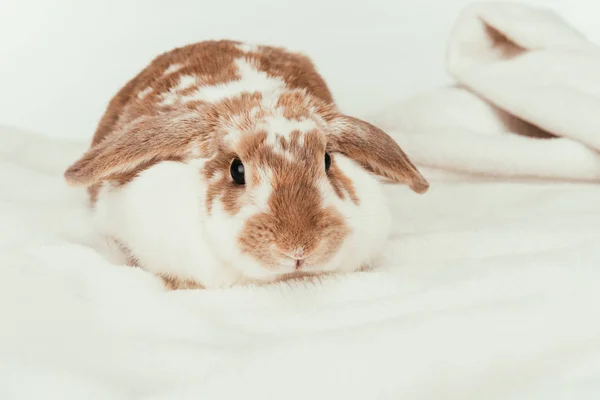 Coniglio domestico sdraiato su coperta isolata su bianco — Foto stock