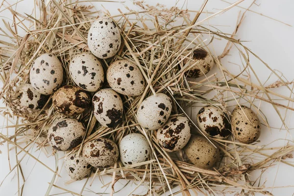 Oeufs de caille — Photo de stock