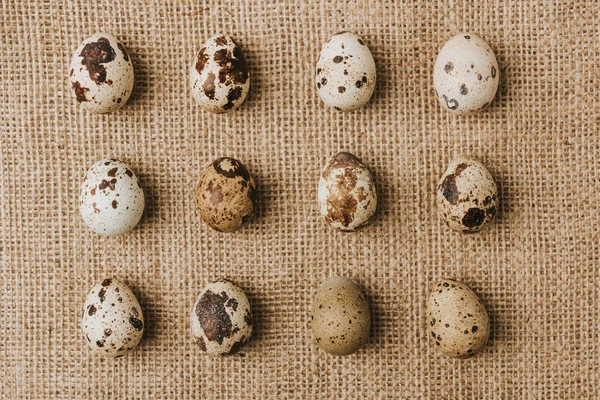 Quail eggs laying in a rows on sackcloth — Stock Photo