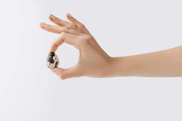 Imagen recortada de la mano sosteniendo huevo de codorniz sobre fondo blanco - foto de stock