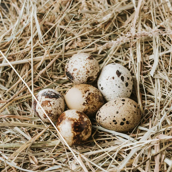 Ovos de codorniz que põem na palha perto um de outro — Fotografia de Stock