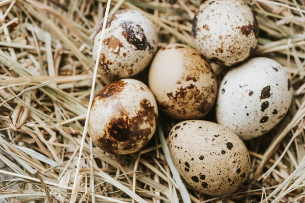 Ovos de codorniz que põem na palha perto um de outro — Fotografia de Stock