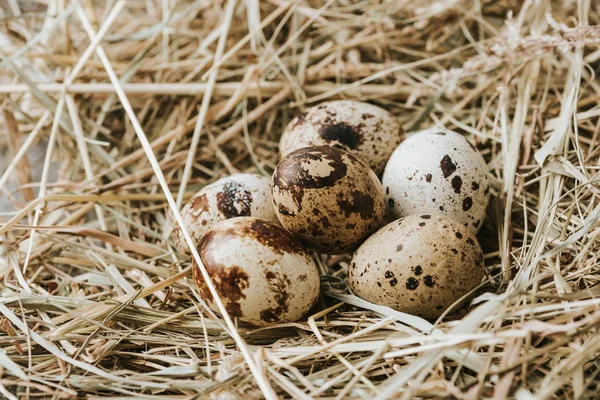 Nest — Stock Photo