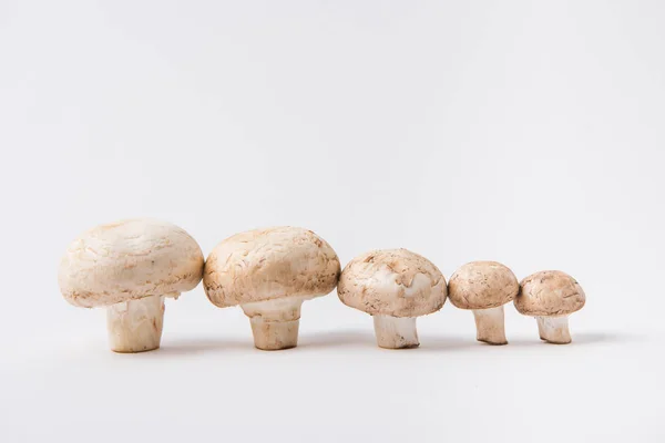 Сирі гриби, що лежать на білому тлі підряд — стокове фото