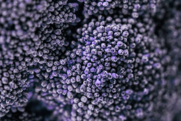 Primer plano de flores de col de brócoli violeta - foto de stock