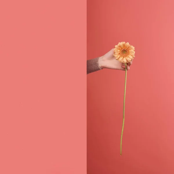 Close-up shot of woman sticking out yellow gerbera flower behind wall on red — Stock Photo