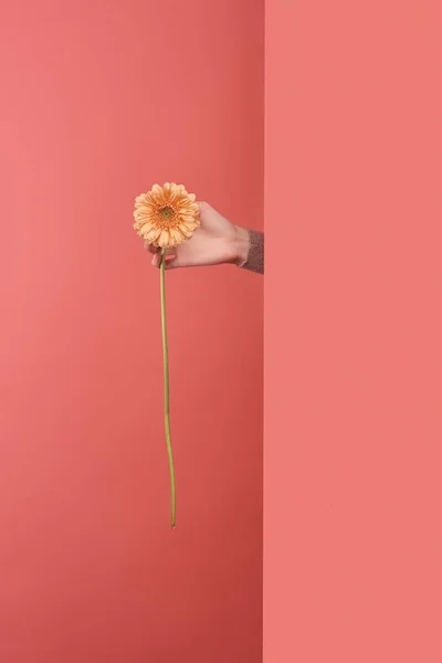 Woman sticking out yellow gerbera flower behind wall on red — Stock Photo