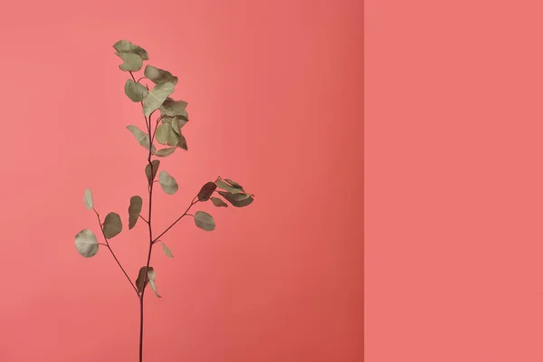 Ramo di bella pianta di eucalipto su rosso — Foto stock