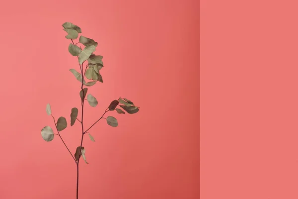 Branch of beautiful eucalyptus plant on red — Stock Photo