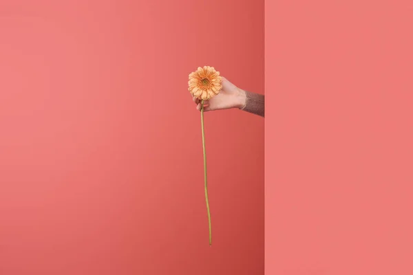 Woman sticking out beautiful gerbera flower behind wall on red — Stock Photo