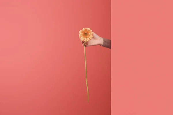 Mujer sobresaliendo hermosa flor de gerberas detrás de la pared en rojo - foto de stock