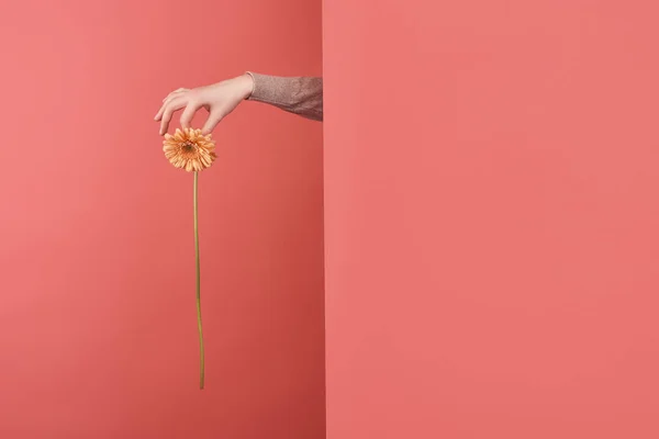 Femme qui sort gerbera fleur derrière le mur sur rouge — Photo de stock