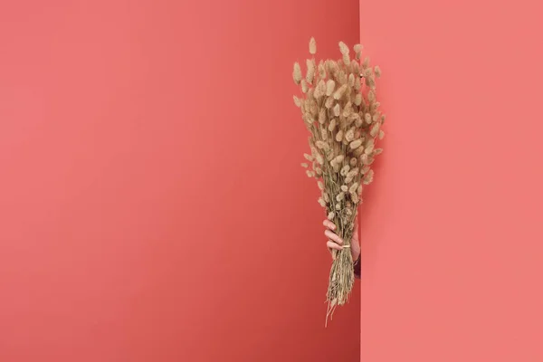 Woman sticking out Lagurus bouquet behind wall on red — Stock Photo