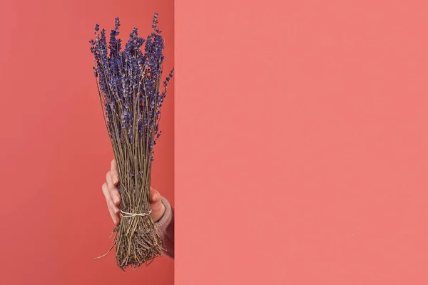 Woman sticking out bouquet of lavender flowers behind wall on red — Stock Photo