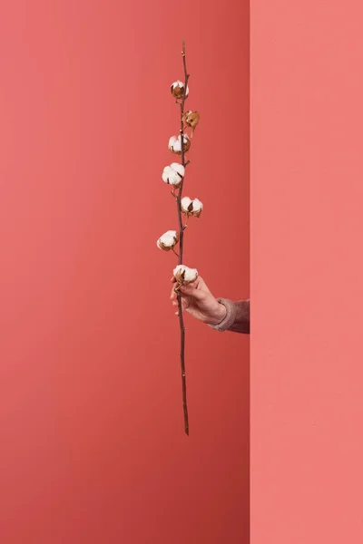 Mujer sobresaliendo rama de algodón detrás de la pared en rojo - foto de stock