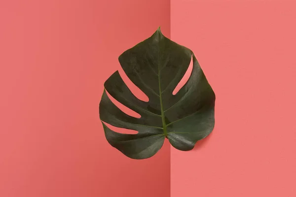 Beautiful monstera leaf sticking out behind corner on red — Stock Photo