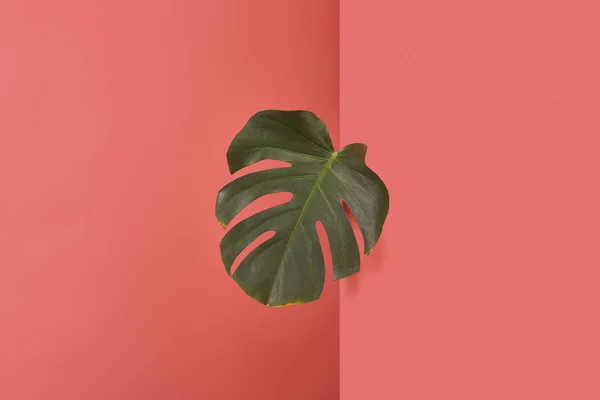 Green monstera leaf sticking out behind corner on red — Stock Photo