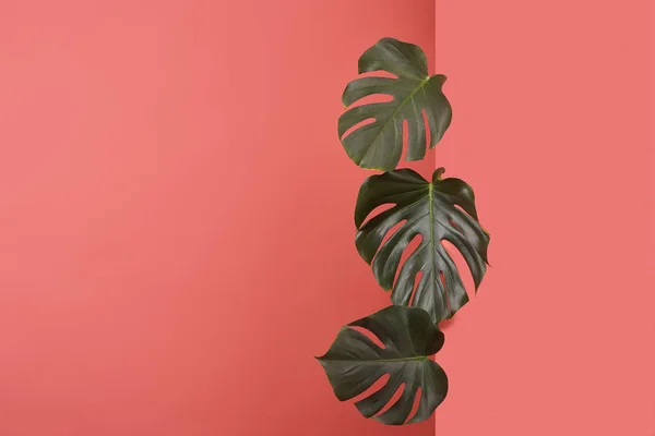 Beautiful monstera leaves sticking out behind corner on red — Stock Photo