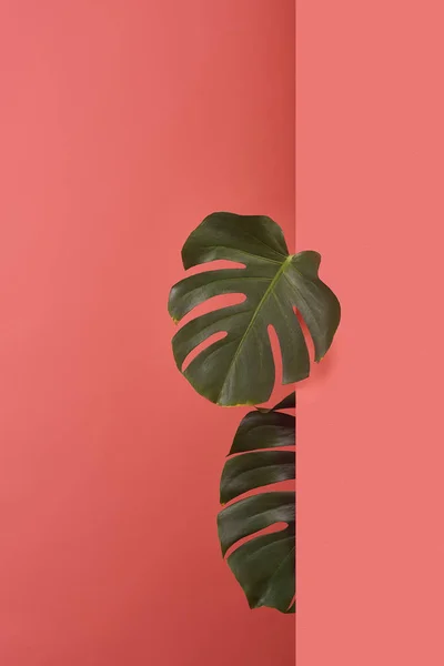 Feuilles de monstera collant derrière coin sur rouge — Photo de stock