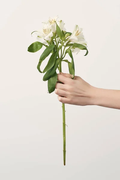 Tiro recortado de mujer sosteniendo flores de alstroemeria aisladas en blanco - foto de stock