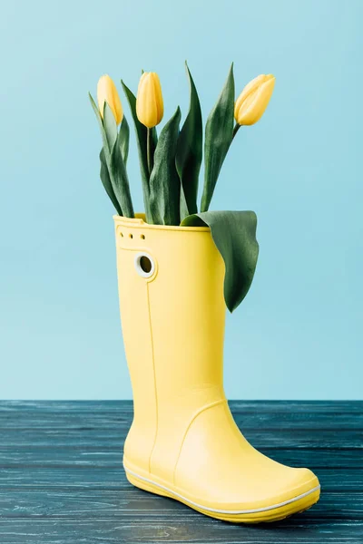 Close up view of yellow tulips in rubber boot on blue — Stock Photo