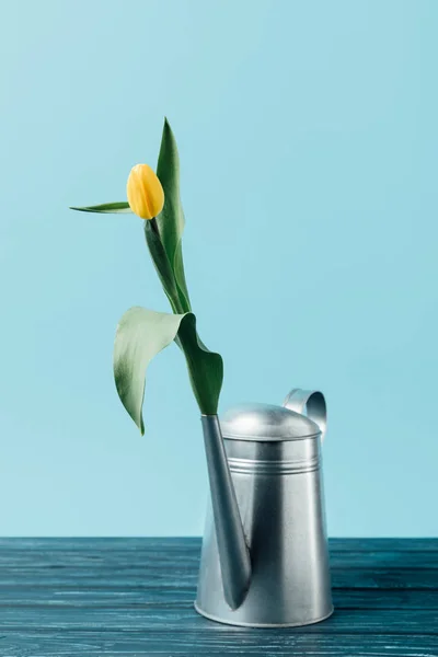 Close up view of yellow tulip in watering can on wooden surface on blue — Stock Photo