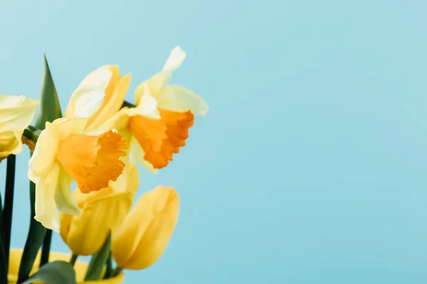 Vista de cerca de hermosos tulipanes y narcisos aislados en azul - foto de stock
