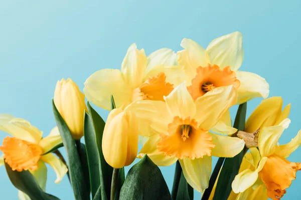 Vista de perto de belas tulipas e flores daffodil isolado em azul — Fotografia de Stock