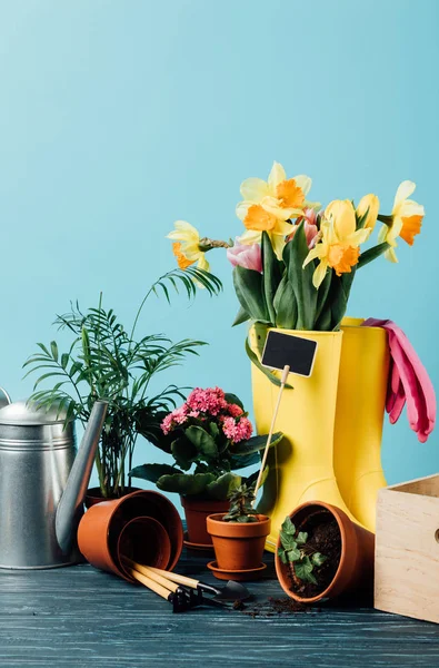 Vista de perto de botas de borracha dispostas com flores, vasos, ferramentas de jardinagem e regador em mesa de madeira em azul — Fotografia de Stock
