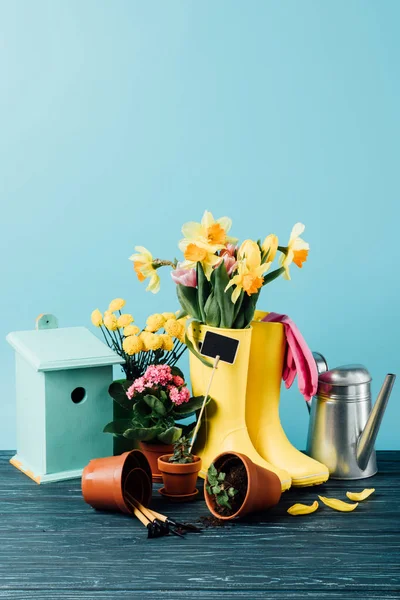Nahaufnahme von arrangierten Gummistiefeln mit Blumen, Blumentöpfen, Gartengeräten, Gießkanne und Vogelhäuschen auf Holztischplatte auf blau — Stockfoto