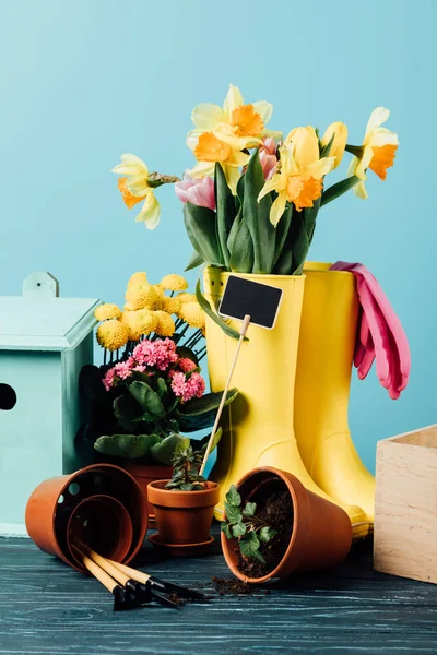 Vista de cerca de botas de goma arregladas con flores, macetas, herramientas de jardinería y pajarera en la mesa de madera en azul - foto de stock