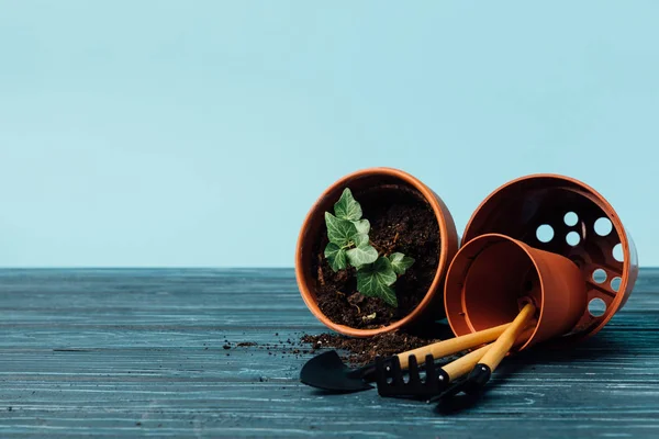 Vista de cerca del equipo de jardinería y macetas con hiedra en la mesa de madera en azul - foto de stock