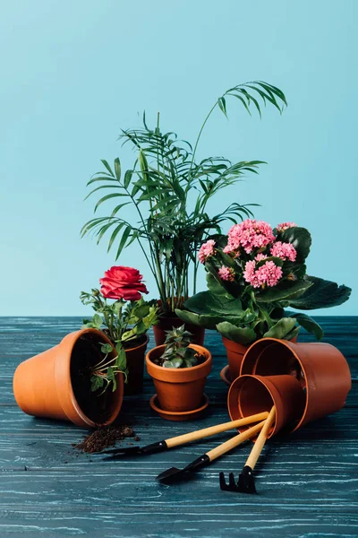 Close up view of plants in flowerpots and gardening tools on wooden surface on blue — Stock Photo