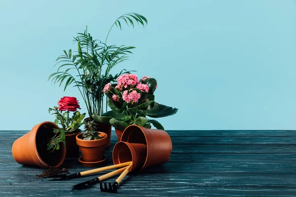 Close up view of plants in flowerpots and gardening tools on wooden surface on blue — Stock Photo