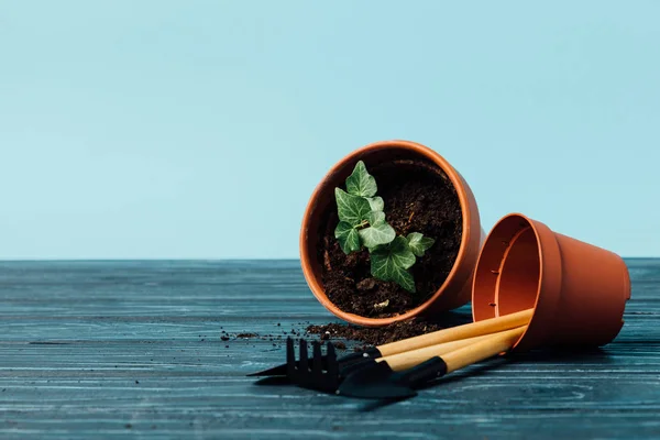 Vue rapprochée de l'équipement de jardinage et des pots de fleurs sur table en bois sur fond bleu — Photo de stock