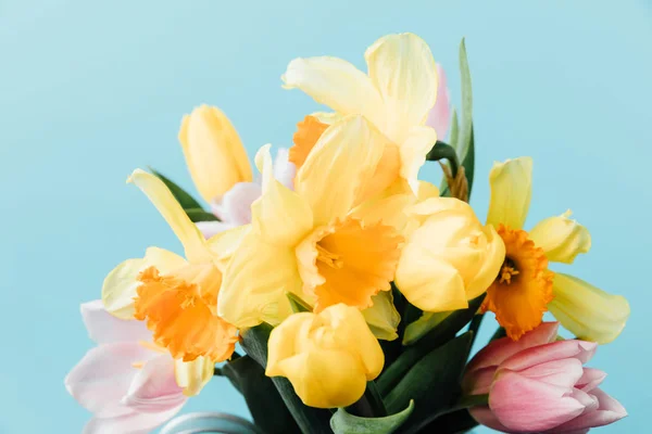 Close up view of beautiful tulips and daffodils isolated on blue — Stock Photo