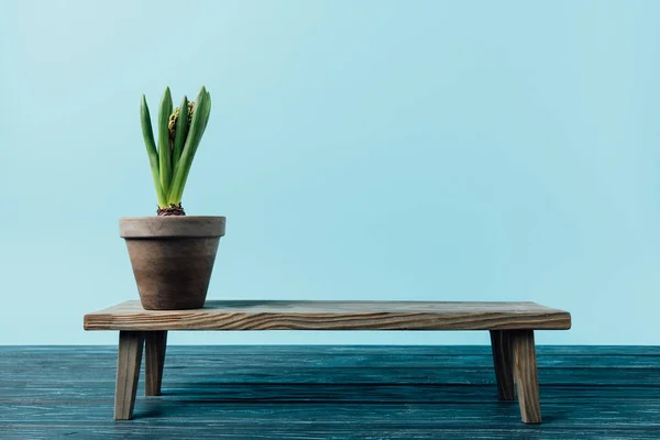 Вид на гиацинтовое растение в цветочном горшке на деревянной декоративной скамейке, изолированной на голубом — стоковое фото