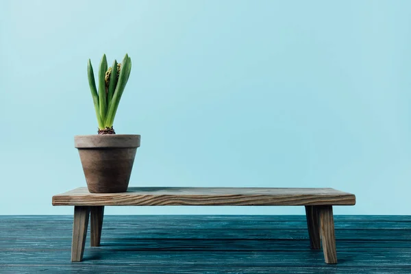 Vista de cerca de la planta de jacinto en maceta en banco decorativo de madera aislado en azul - foto de stock