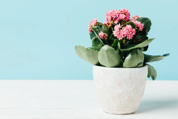 Close up view of pink kalanchoe flowers in flowerpot on wooden tabletop isolated on blue — Stock Photo