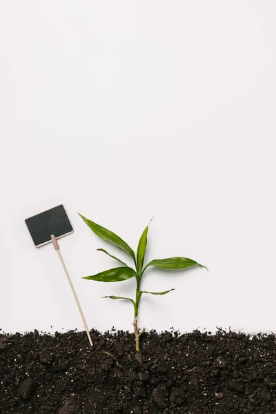 Flat lay with green plant and empty blackboard in ground isolated on white — Stock Photo