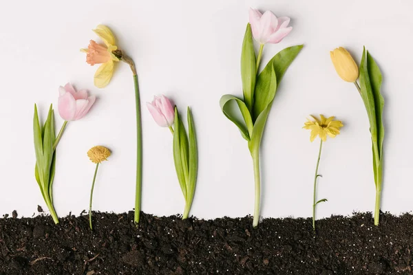 Posa piatta con vari bei fiori in terra isolata su bianco — Foto stock