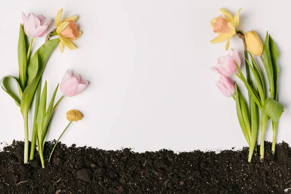 Vue de dessus de belles tulipes, chrysanthèmes et narcisses dans le sol isolé sur blanc — Photo de stock