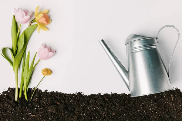 Flat lay with tulips, narcissus, chrysanthemum in ground and watering can isolated on white — Stock Photo