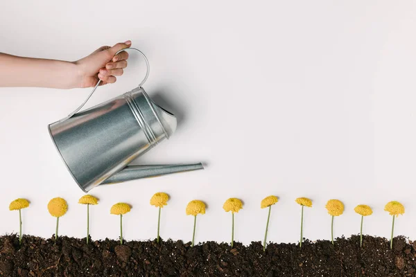 Cropped shot of woman watering yellow chrysanthemum flowers in ground isolated on white — Stock Photo