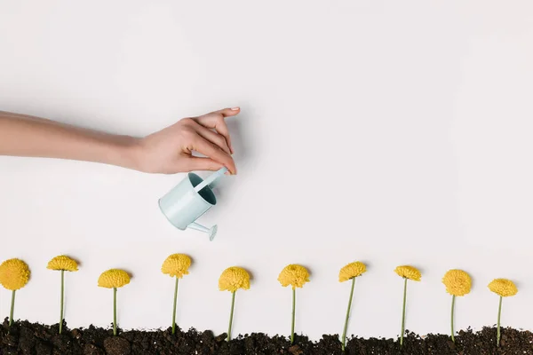 Cropped shot of woman watering yellow chrysanthemum flowers in ground isolated on white — Stock Photo